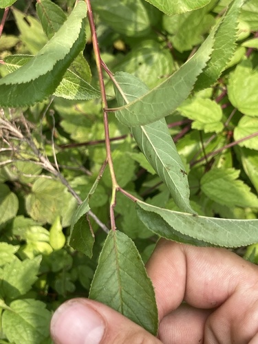 Prunus angustifolia (Chickasaw plum) (alternate view 3)