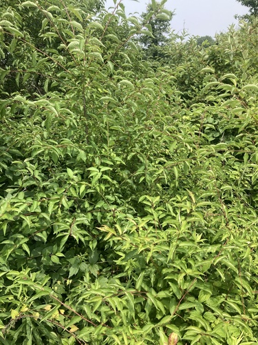 Prunus angustifolia (Chickasaw plum) (alternate view 4)
