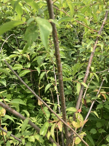 Prunus angustifolia (Chickasaw plum) (alternate view 5)
