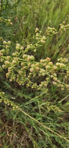 Artemisia dracunculus (French Tarragon) (alternate view 2)