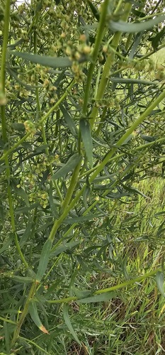 Artemisia dracunculus (French Tarragon) (alternate view 3)