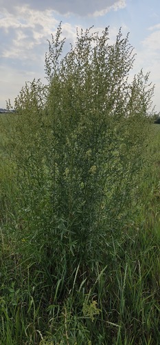 Artemisia dracunculus (French Tarragon) (alternate view 4)