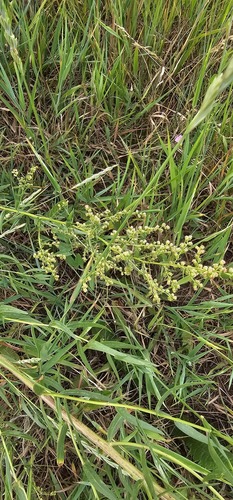 Artemisia dracunculus (French Tarragon) (alternate view 5)