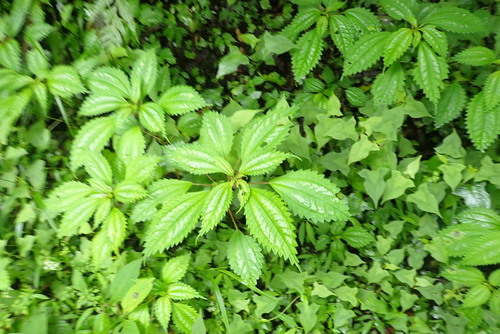 Pilea matsudae (alternate view 2)