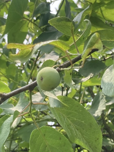 Prunus angustifolia (Chickasaw plum)