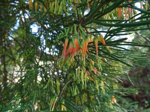 Amyema preissii (wireleaf mistletoe) (alternate view 7)