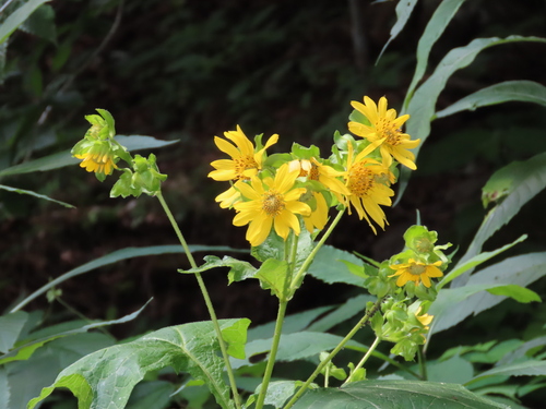 Smallanthus uvedalia (bear's foot)