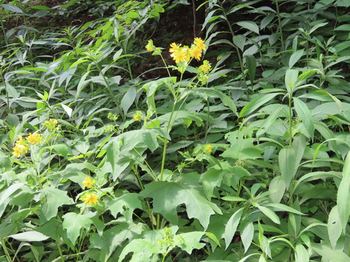 Smallanthus uvedalia (bear's foot) (alternate view 2)