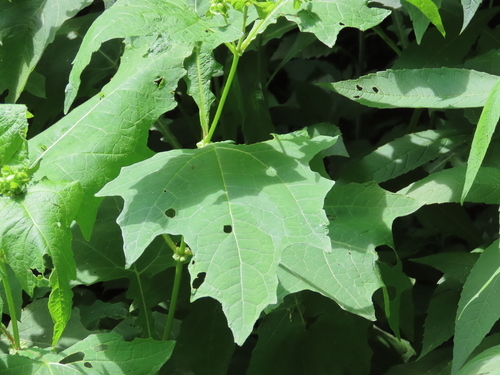 Smallanthus uvedalia (bear's foot) (alternate view 3)