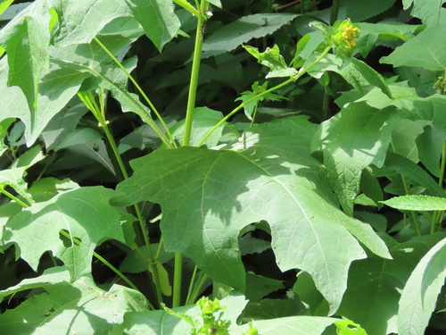 Smallanthus uvedalia (bear's foot) (alternate view 4)