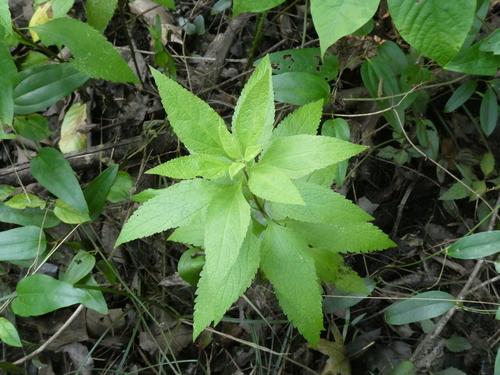 Eutrochium dubium (coastal plain Joe-Pye weed) (alternate view 5)