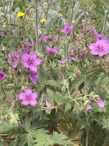 Geranium viscosissimum (sticky geranium) (alternate view 2)