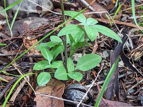 Pterostylis sanguinea (Red-banded Greenhood) (alternate view 5)
