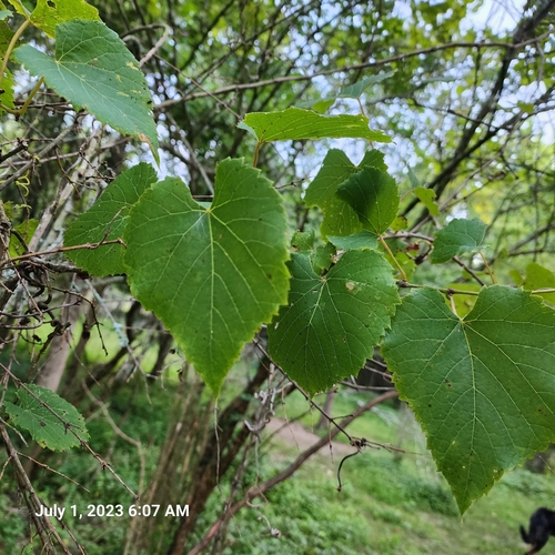 Vitis vulpina (frost grape)