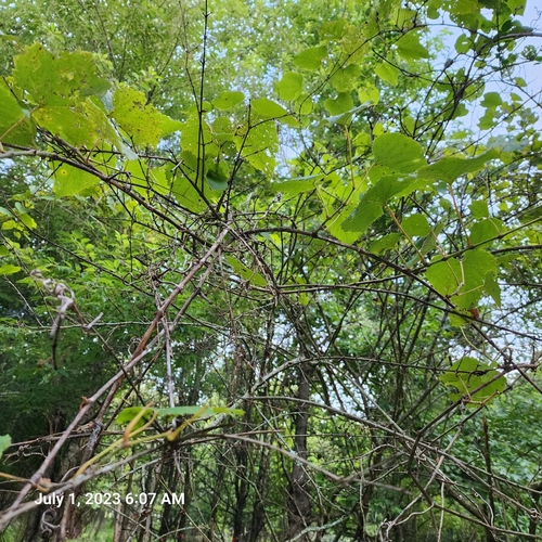 Vitis vulpina (frost grape) (alternate view 2)