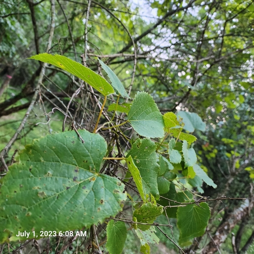 Vitis vulpina (frost grape) (alternate view 3)