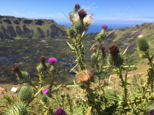 Cirsium vulgare (bull thistle) (alternate view 4)