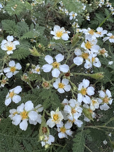 Chamaebatia foliolosa (Mountain Misery) (alternate view 8)