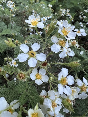 Chamaebatia foliolosa (Mountain Misery) (alternate view 9)