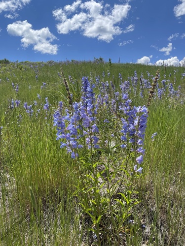 Penstemon strictus (Rocky Mt Penstemon)