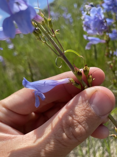 Penstemon strictus (Rocky Mt Penstemon) (alternate view 2)