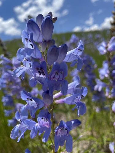 Penstemon strictus (Rocky Mt Penstemon) (alternate view 3)