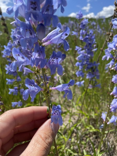 Penstemon strictus (Rocky Mt Penstemon) (alternate view 5)