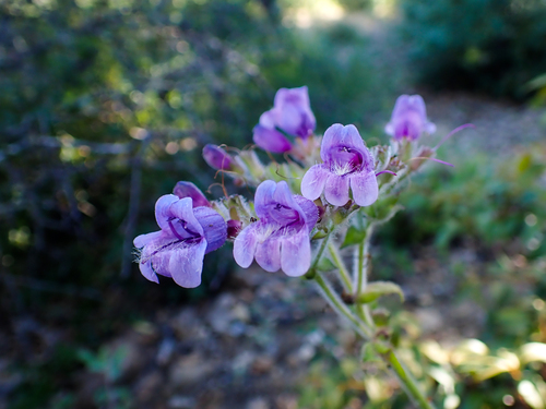 Penstemon rattanii (Rattan's Penstemon) (alternate view 5)