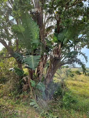 Strelitzia nicolai (Giant Bird of Paradise)