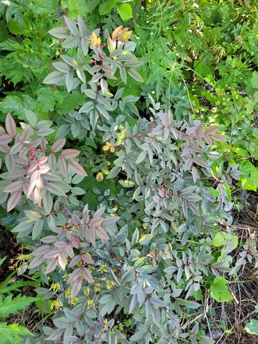 Rosa glauca (redleaf rose)