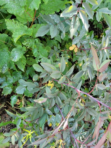 Rosa glauca (redleaf rose) (alternate view 2)