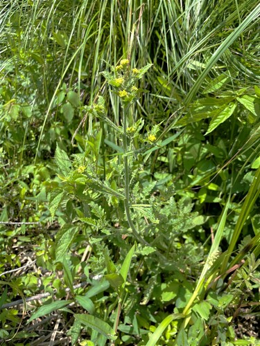 Rorippa palustris (Bog Yellowcress)