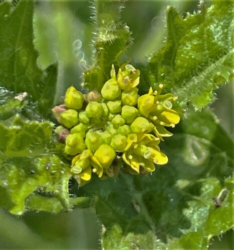 Rorippa palustris (Bog Yellowcress)