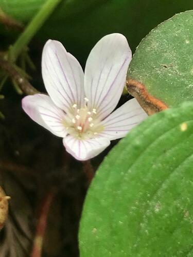 Oxalis oregana (redwood sorrel) (alternate view 3)