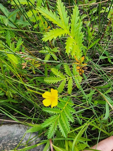 Argentina anserina (common silverweed)