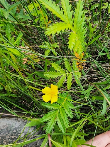 Argentina anserina (common silverweed)