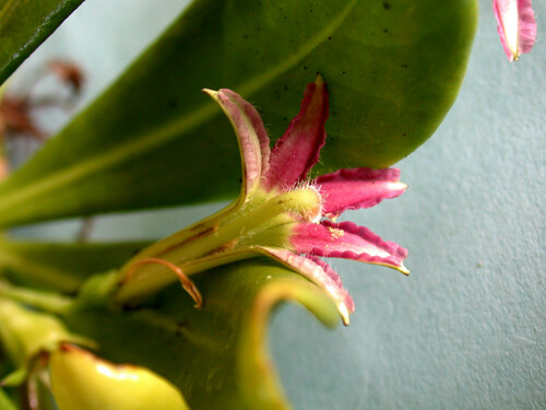 Scaevola (fanflowers) (alternate view 5)