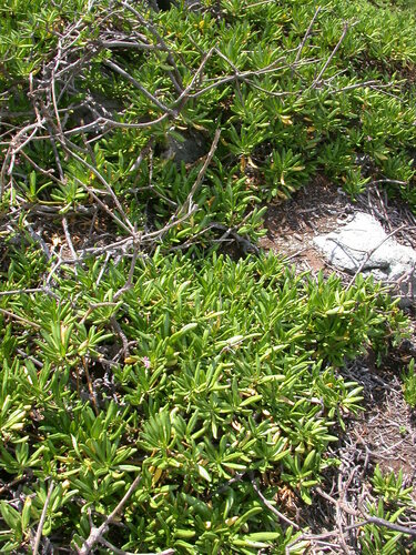 Scaevola (fanflowers) (alternate view 6)