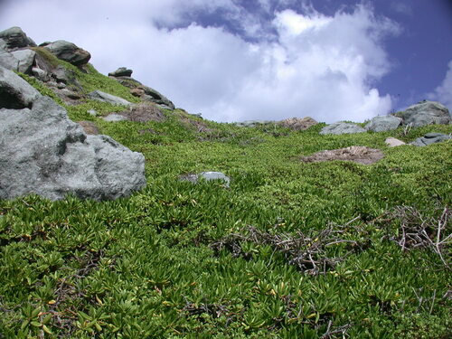 Scaevola (fanflowers) (alternate view 7)
