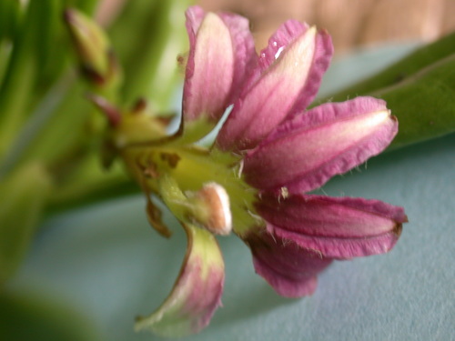 Scaevola (fanflowers) (alternate view 9)