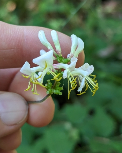 Lonicera hispidula (Pink Honeysuckle)