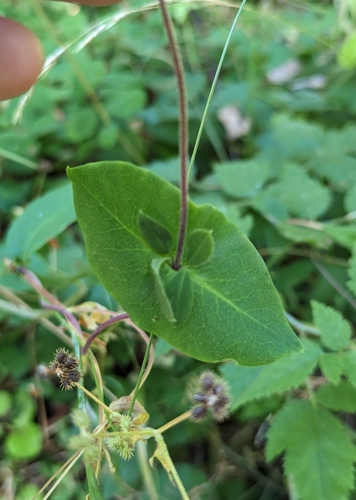 Lonicera hispidula (Pink Honeysuckle) (alternate view 2)