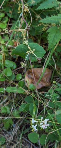 Lonicera hispidula (Pink Honeysuckle) (alternate view 3)