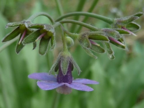 Adelinia grandis (Pacific hound's tongue) (alternate view 3)