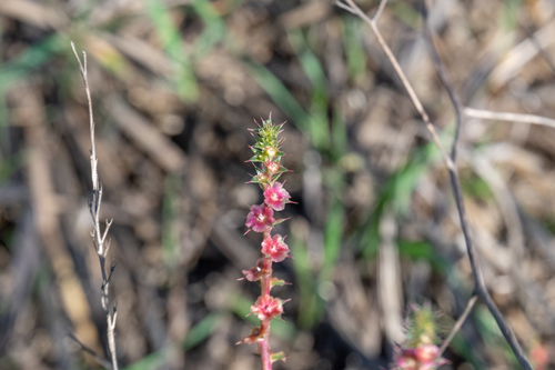 Salsola australis (Southern Russian Thistle) (alternate view 3)