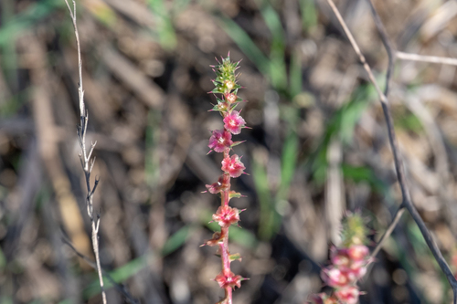 Salsola australis (Southern Russian Thistle) (alternate view 4)