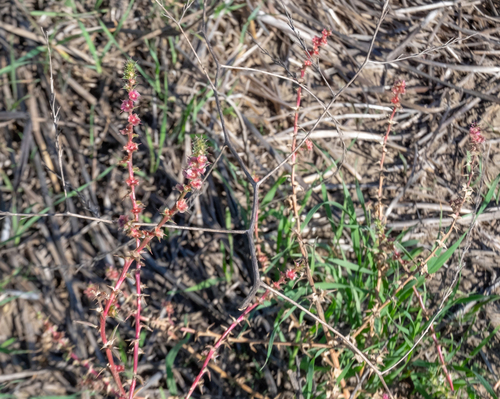 Salsola australis (Southern Russian Thistle) (alternate view 5)