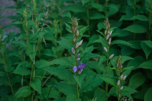 Campanula latifolia (Giant Bellflower)