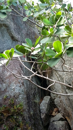 Clusia rosea (Autograph Tree)