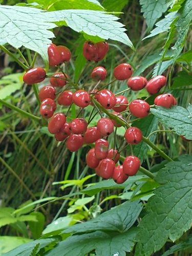 Actaea rubra (red baneberry)